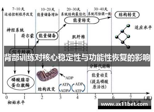 背部训练对核心稳定性与功能性恢复的影响